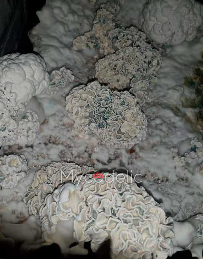 enigma-psilocybe-cubensis