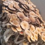 lizard-king-psilocybe-cubensi