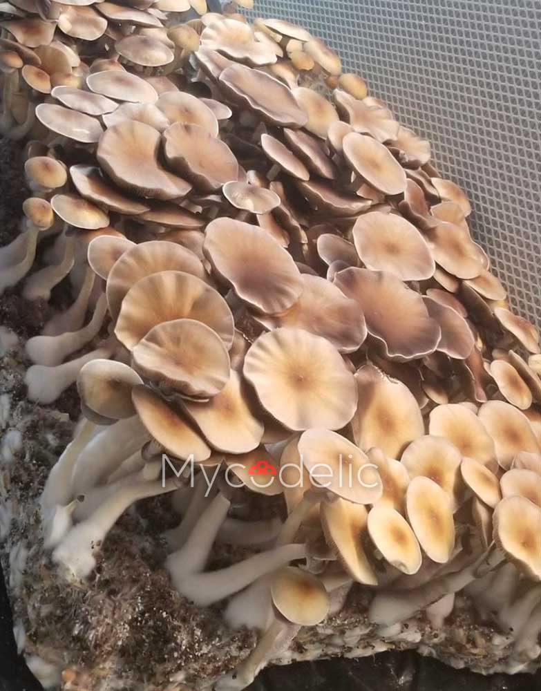 lizard-king-psilocybe-cubensi