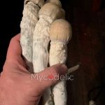 OG Melmac - Jeringa de Esporas 10ml