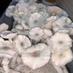 True Albino Teacher (TAT) - Jeringa de Esporas 10ml