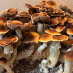 Blue Magnolia - Jeringa de Esporas 10ml