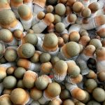 psilocybe-cubensis-penis-envy-uncut-4