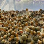 psilocybe-cubensis-penis-envy-uncut-4