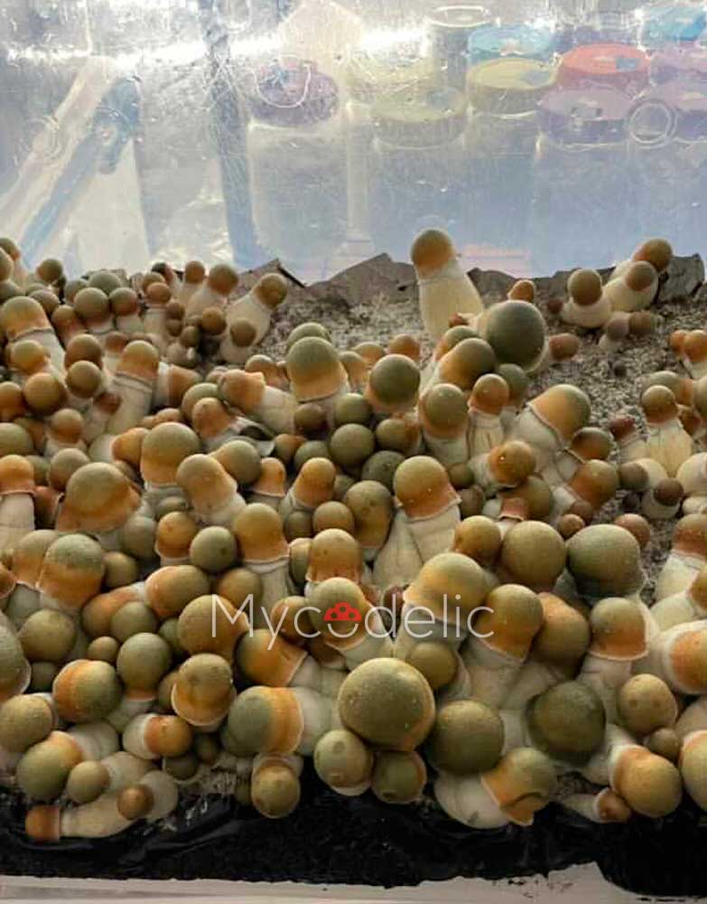 psilocybe-cubensis-penis-envy-uncut-2