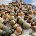 psilocybe-cubensis-penis-envy-uncut-4