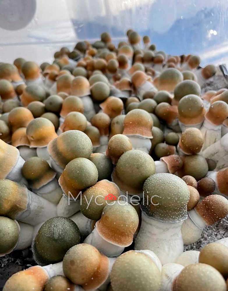 psilocybe-cubensis-penis-envy-uncut-3