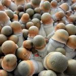 psilocybe-cubensis-penis-envy-uncut-4