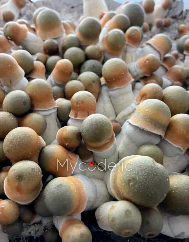 psilocybe-cubensis-penis-envy-uncut-4