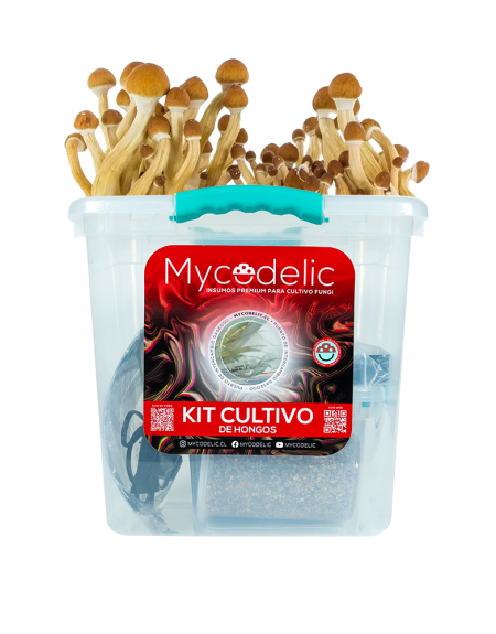 Kit Cultivo de Hongos 160g